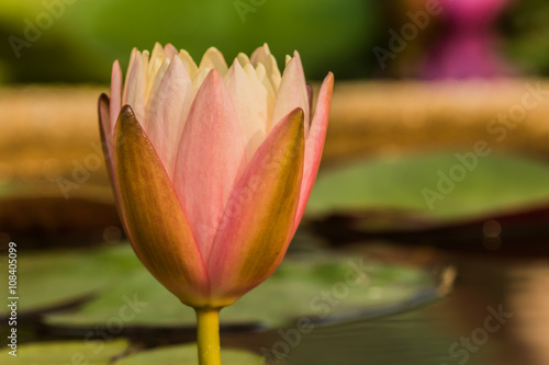 Lotus