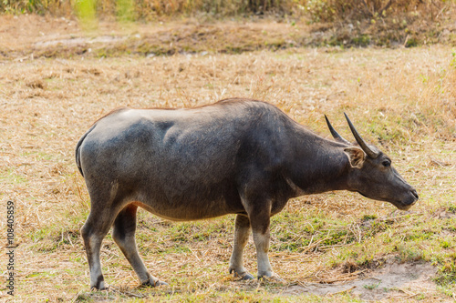 Thai buffalo