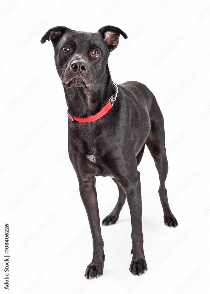 Black Labrador Crossbreed Dog Standing Black Labrador Crossbreed Dog Standing