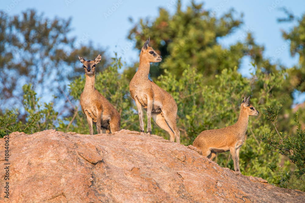 Obraz premium Three Klipspringer on the rocks in the Kruger National Park.