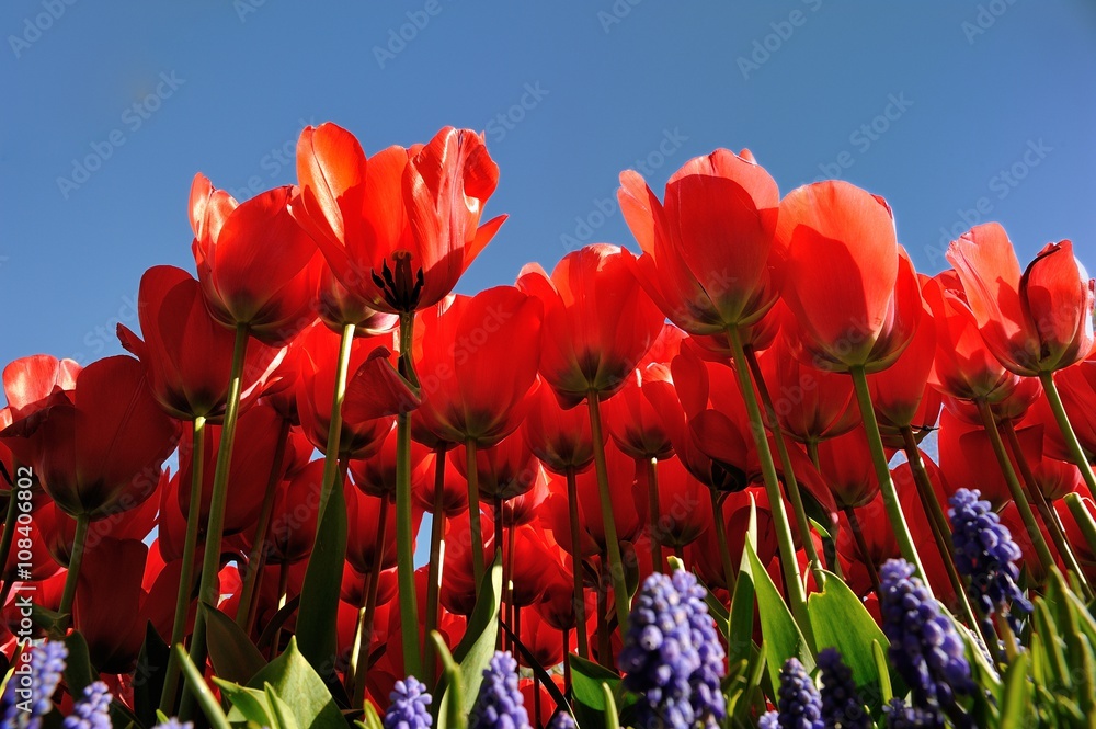 Obraz premium Red Tulips on bluesky background