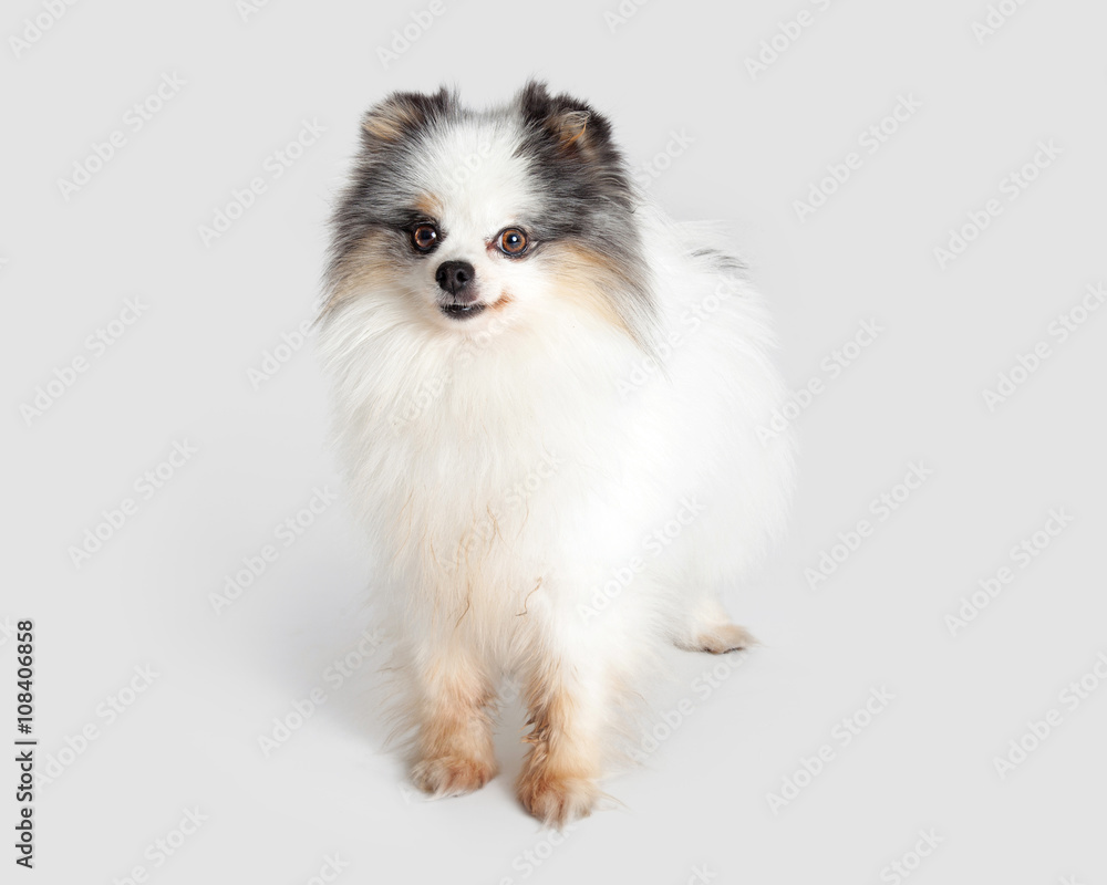 Obraz premium Cute Little Pomeranian Breed Dog