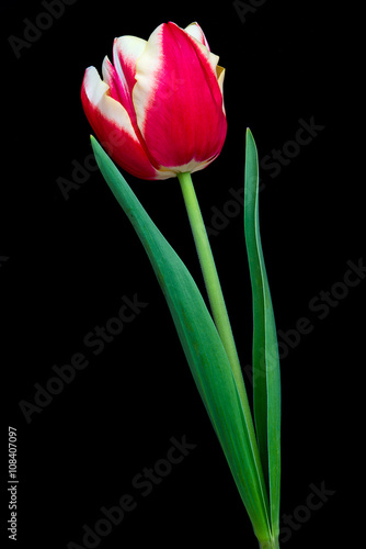 Tulip with black background