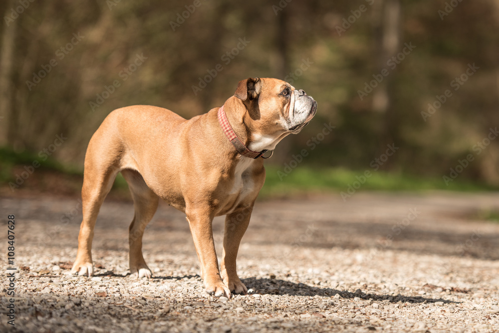 Continental Bulldogge steht konzentriert auf einem Kiesweg Continental Bulldogge steht konzentriert auf einem Kiesweg