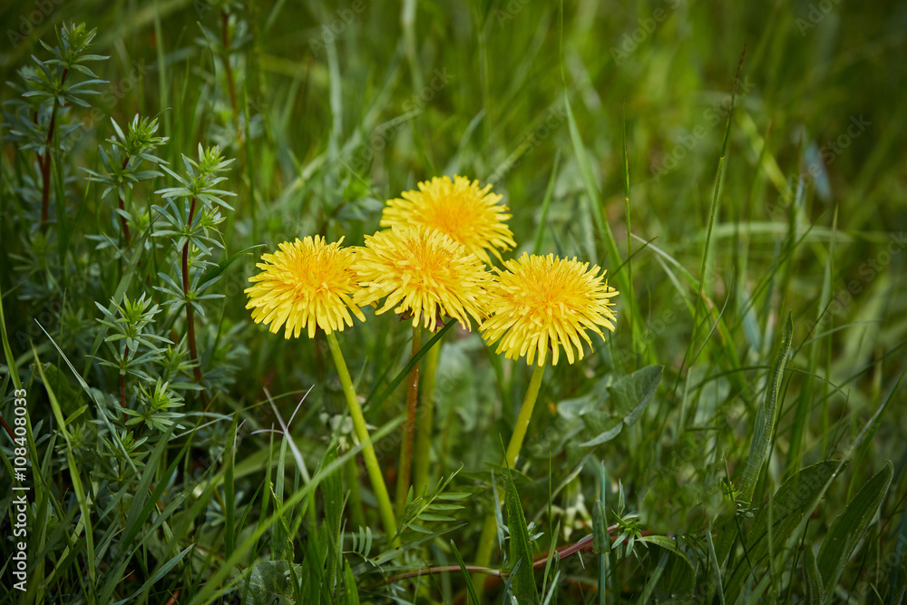 Group of dandelion in the green meadows Group of dandelion in the green meadows