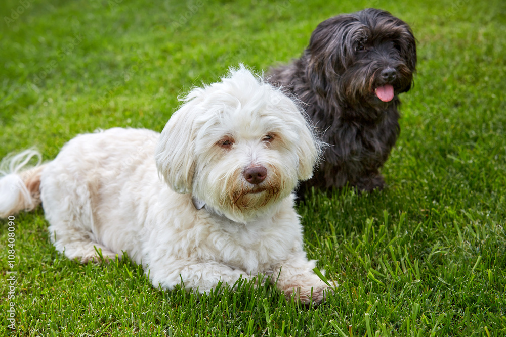 White and black havanese dog lying in the green grass