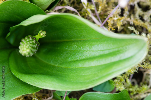 Fototapeta Naklejka Na Ścianę i Meble -  Common twayblade (Neottia ovata) close up of first flower. Green flower of rare plant in the family Orchidaceae, showing single flower open on plant