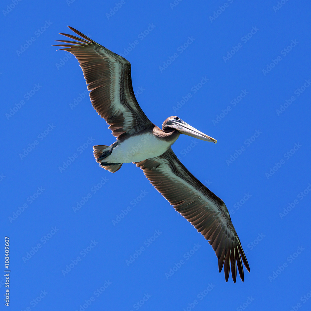 Obraz premium Pelican in flight.