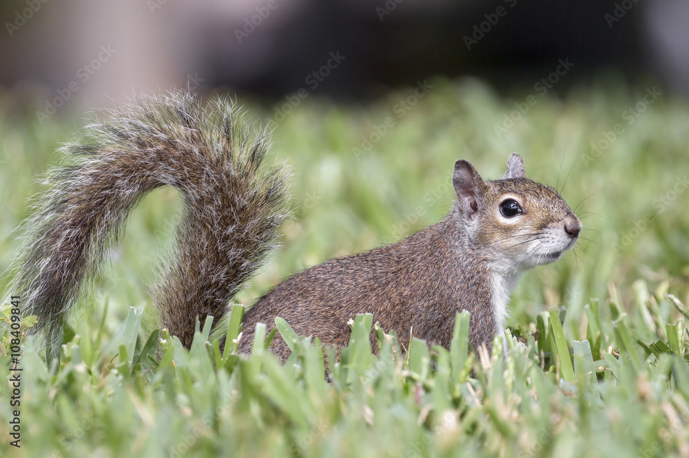 Fototapeta premium Gray Squirrel on the Lawn