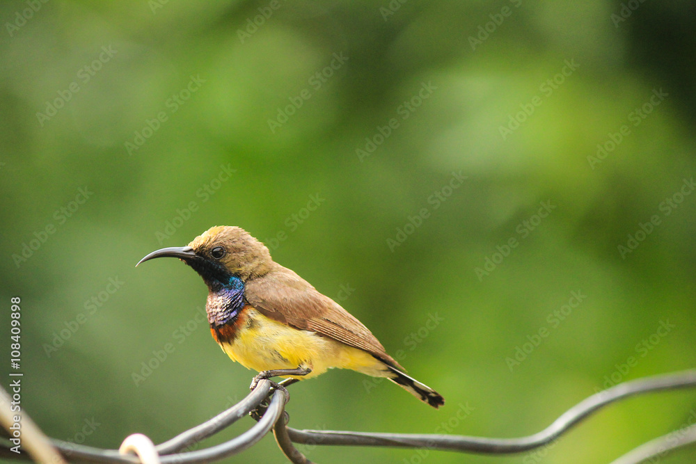 Fototapeta premium Sunbird is perching on branch