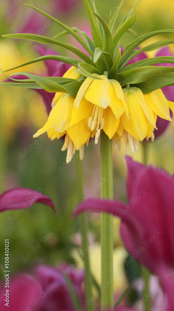 Obraz premium Crown imperial tulip in bed of flowers