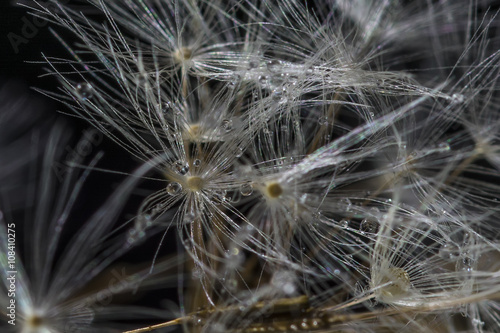 Dandelion isolated on black background 