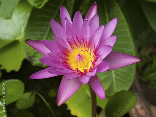 beauty of pink lotus