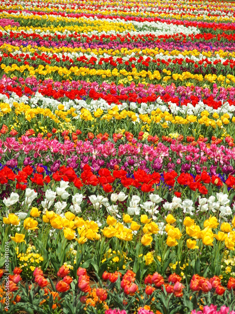 あけぼの山農業公園の花畑のチューリップ あけぼの山農業公園の花畑のチューリップ