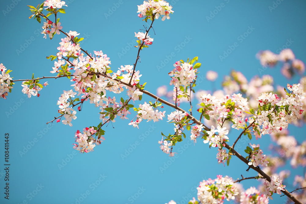 White Spring Blossoms of Cherry
