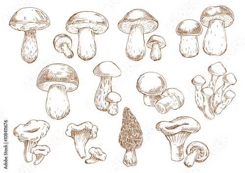 Edible mushrooms sketch drawing icons