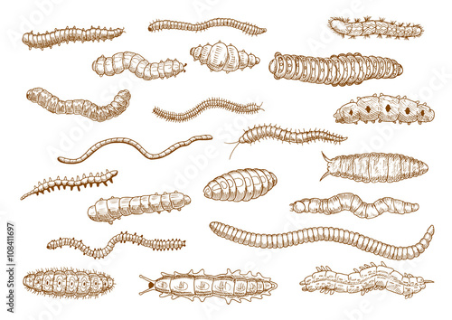 Caterpillars, larvae, worms, slugs, centipedes