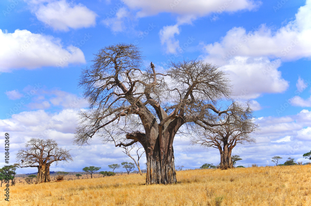 Baobab or boab, boaboa, bottle tree, upside-down tree, and monkey bread  tree Tarangire National Park is the sixth largest national park in Tanzania  after Ruaha, Serengeti, Mikumi, Katavi and Mkomazi Stock Photo