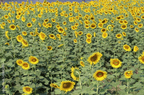 Sunflowers Sunflowers blooming against sunshine.  