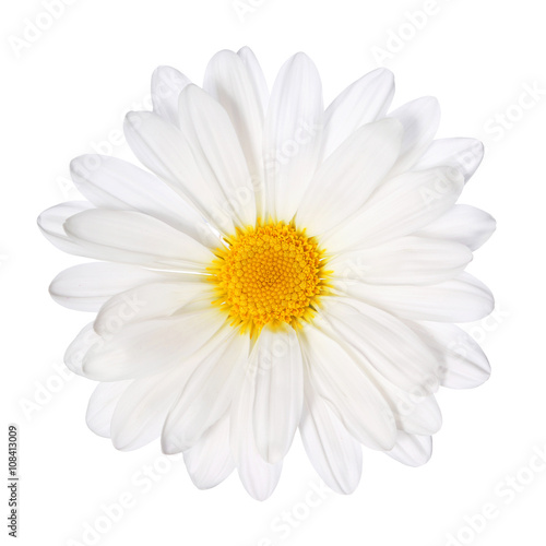 Chamomile flower isolated. Daisy. Macro