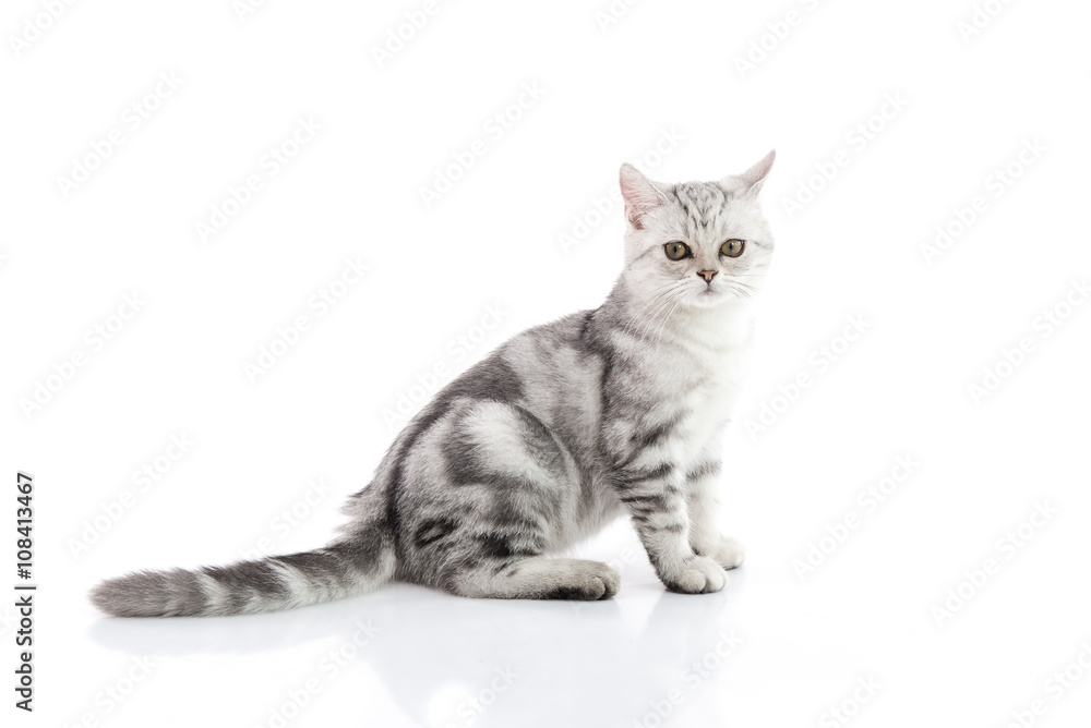 Obraz premium Cute tabby kitten lying on white background