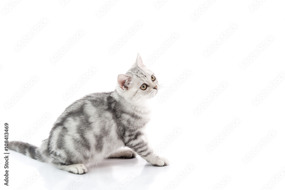 Cute tabby kitten lying on white background