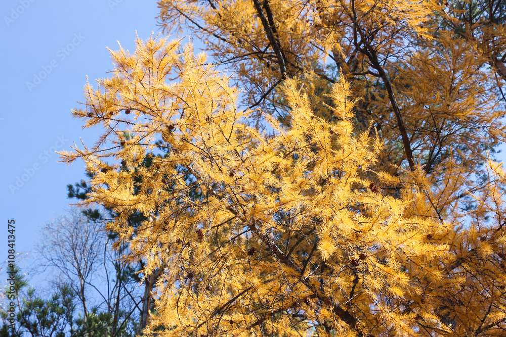 Fototapeta premium Branch of a larch .