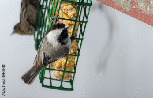 Принти на полотні Little black capped chickadee on a suet cage feeder in early March