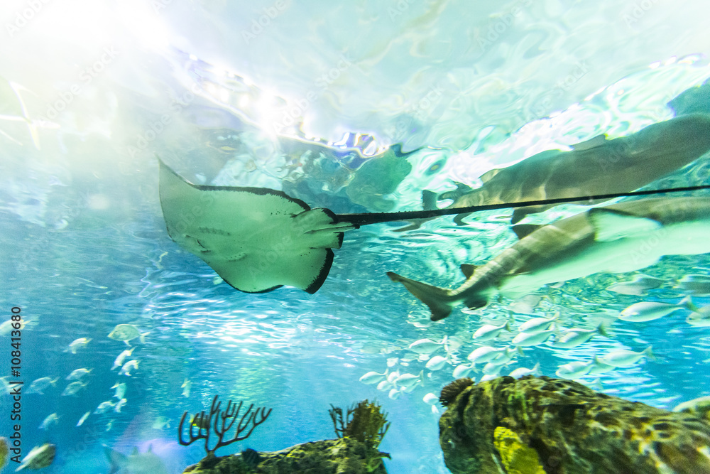 Fototapeta premium Manta Ray Underwater