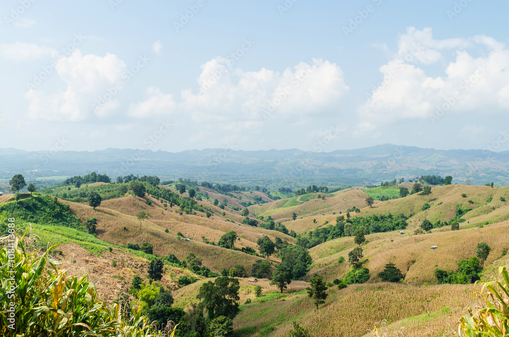 Corn field on the mountain and blue sky in nan thailand