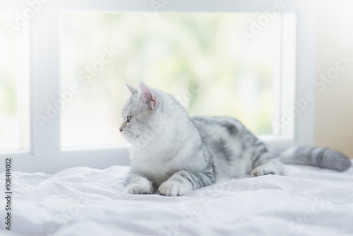 Fototapeta Naklejka Na Ścianę i Meble -   cat lying on white bed