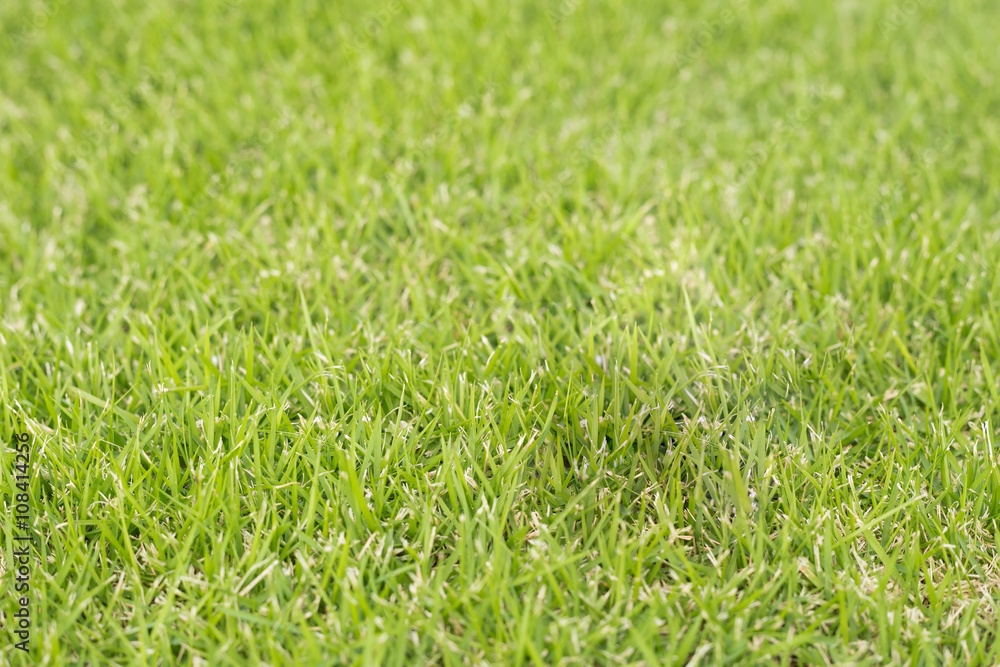 Selected focus of Green grass background Selected focus of Green grass background
