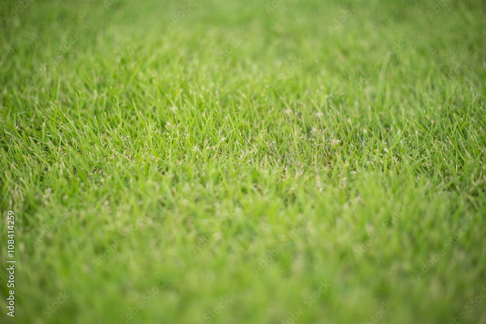 Selected focus of Green grass background
