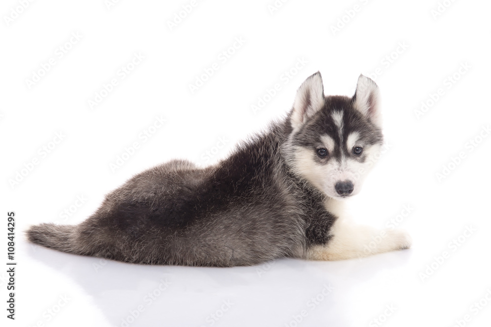 Cute siberian husky puppy lying