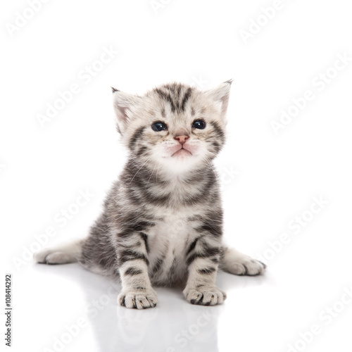 Cute american shorthair kitten sitting