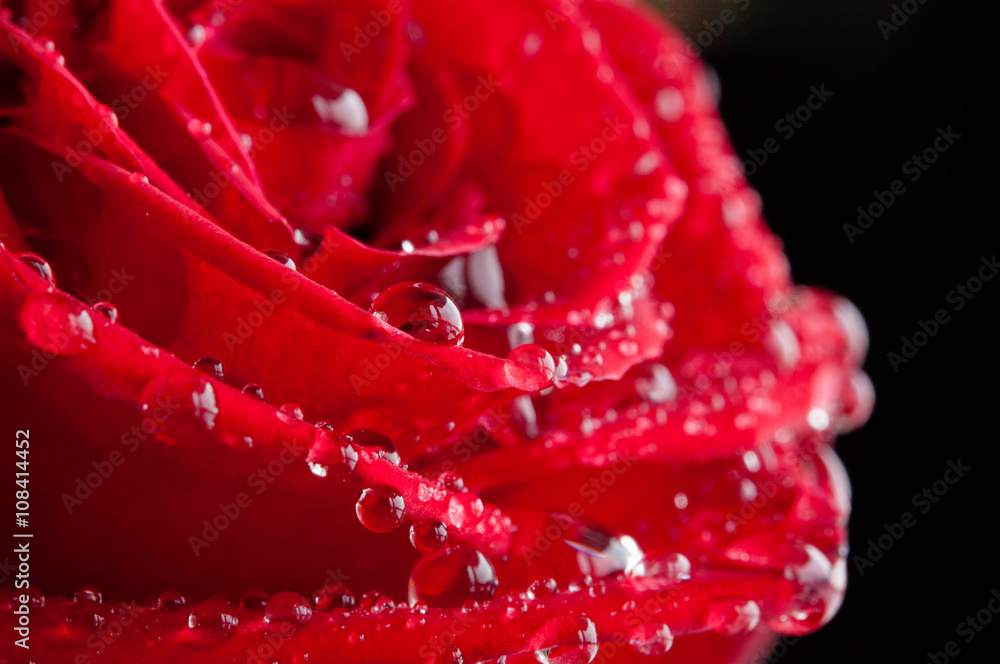 Red rose with droplet