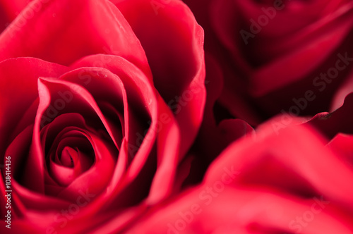 Wallpaper Mural Red roses in the dark Torontodigital.ca