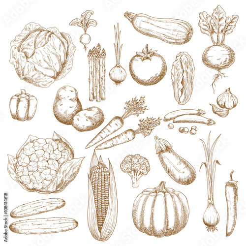 Organically healthy vegetables retro sketches