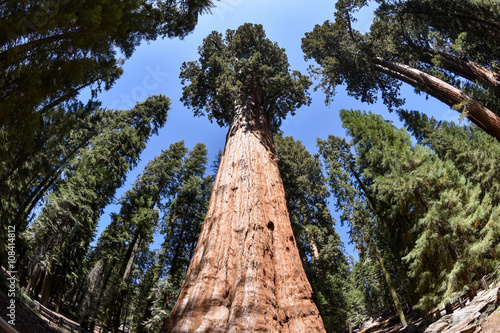 General Sherman Tree in Sequoia National Park photo