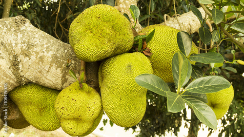 Tableau sur toile Focus jackfruit on the tree