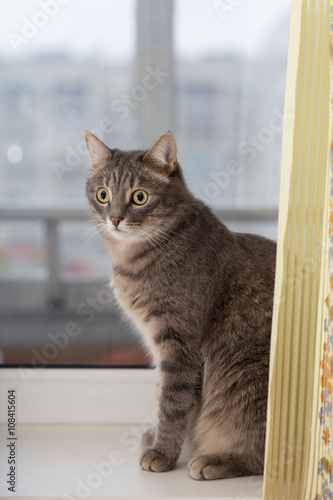 Fototapeta Naklejka Na Ścianę i Meble -  cat sitting by the window