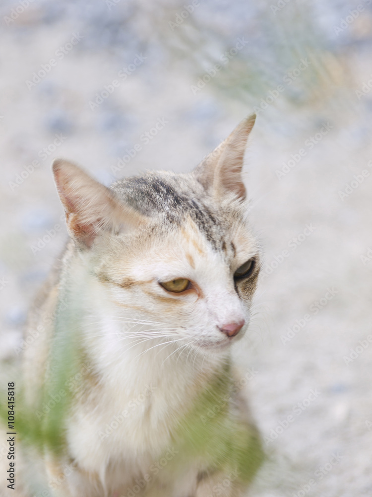 Fototapeta premium The cat