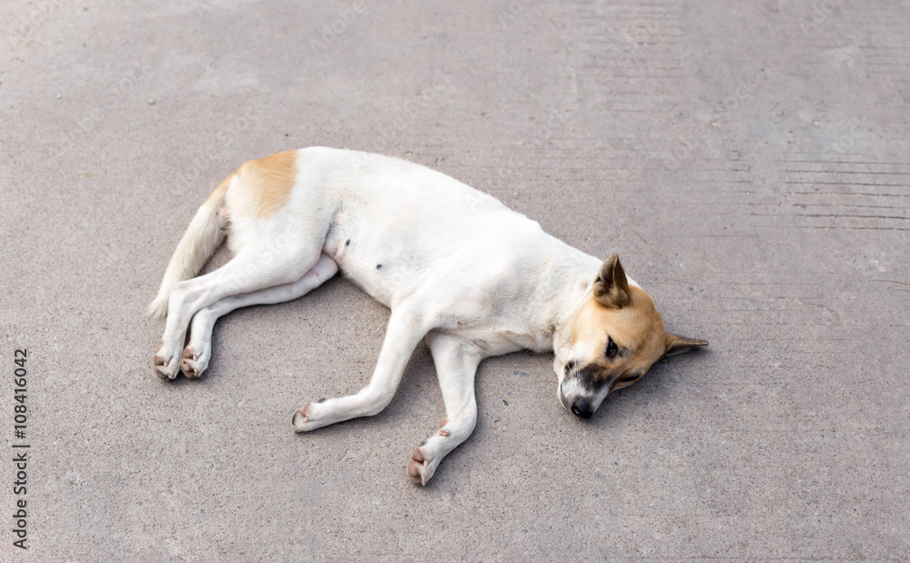 dog resting on concrete road