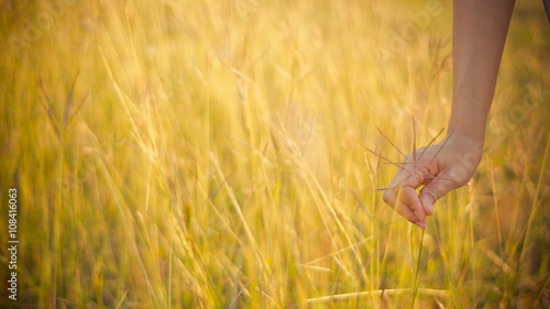 hand held gold grass