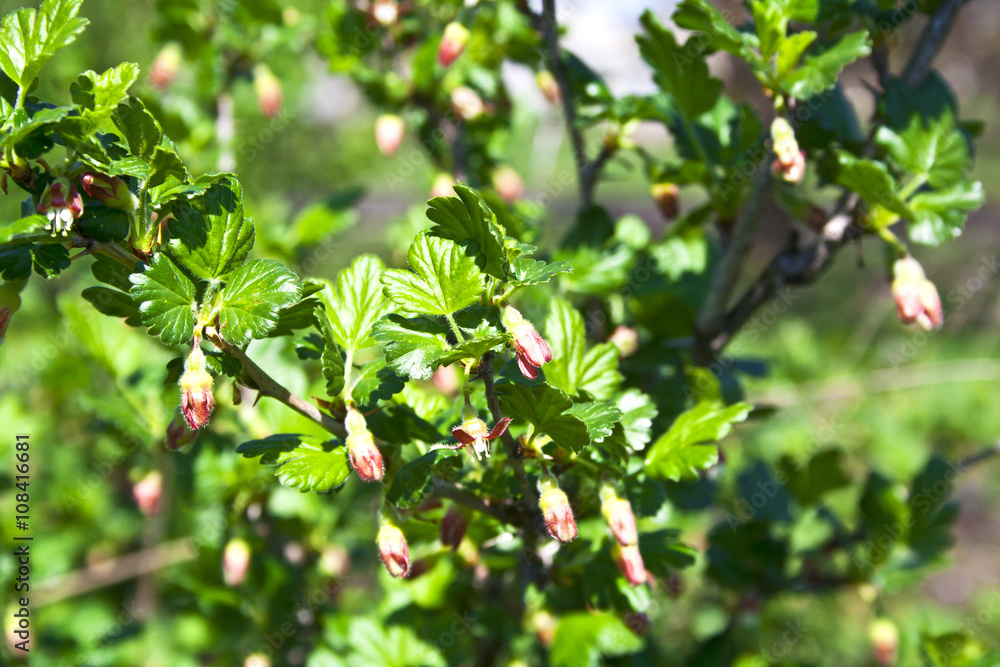 Gooseberries flowers on a branch, springtime
