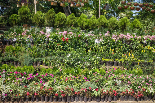 Nicaragua  a plant nursery