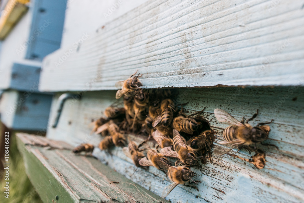Beekeeping, bees at the front of a bee hive - obrazy, fototapety, plakaty 