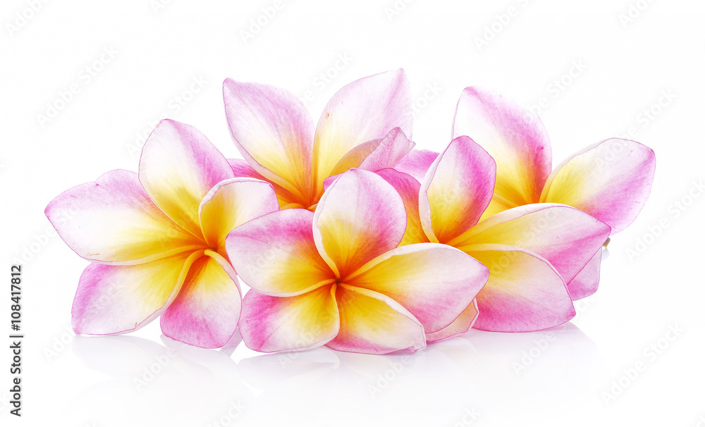 Fototapeta premium frangipani flowers on white background