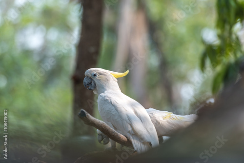 Beautiful white Cockatoo, Sulphur-crested Cockatoo (Cacatua gale