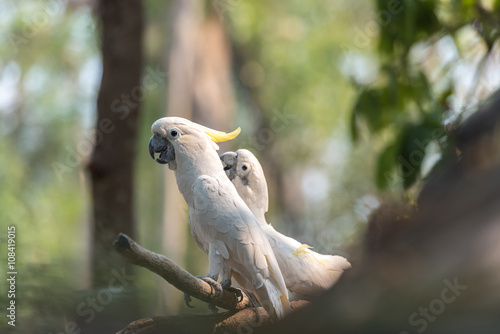 Beautiful white Cockatoo, Sulphur-crested Cockatoo (Cacatua gale